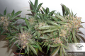 DUTCH PASSION - Auto Glueberry O.G.®