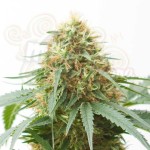 Northern Light