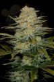 DINAFEM - Amnesia CBD