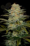 DINAFEM - Amnesia CBD