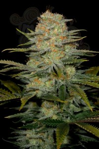 DINAFEM - Amnesia CBD