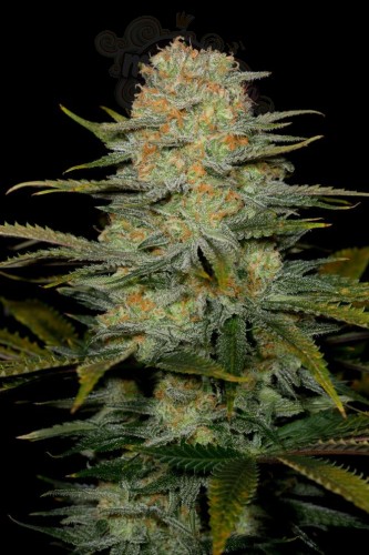 DINAFEM - Amnesia CBD