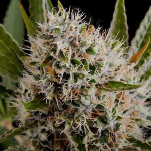 NIRVANA - Lithium OG Kush