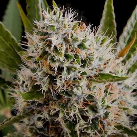 NIRVANA - Lithium OG Kush
