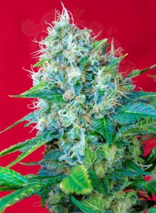 SWEET SEEDS - Green Poison