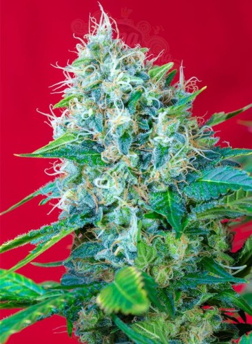 SWEET SEEDS - Green Poison