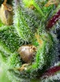 SWEET SEEDS - Green Poison