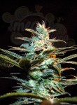 Sweet Seeds - NYC Diesel (daw. Ice Cool)