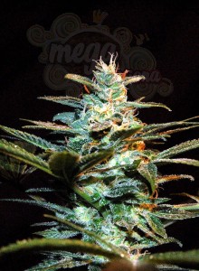 Sweet Seeds - NYC Diesel (daw. Ice Cool)