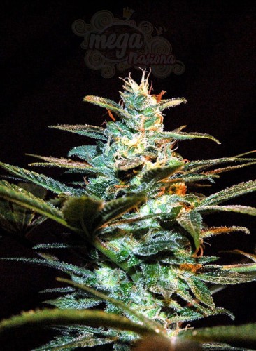 Sweet Seeds - NYC Diesel (daw. Ice Cool)