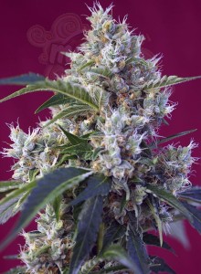 Sweet Seeds - Indigo Berry Kush
