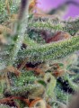 SWEET SEEDS - Jack 47
