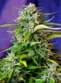 SWEET SEEDS - Jack 47 Auto