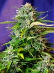 SWEET SEEDS - Jack 47 Auto