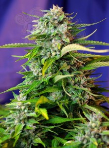 SWEET SEEDS - Jack 47 Auto