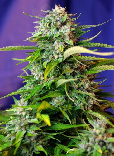 SWEET SEEDS - Jack 47 Auto