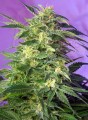 SWEET SEEDS - Killer Kush Auto