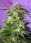 SWEET SEEDS - Killer Kush Auto