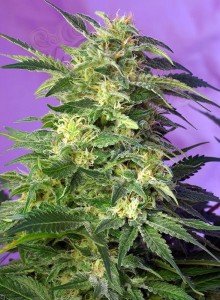 SWEET SEEDS - Killer Kush Auto