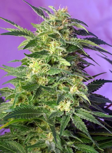 SWEET SEEDS - Killer Kush Auto