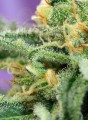 SWEET SEEDS - Killer Kush Auto
