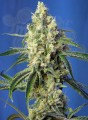 SWEET SEEDS - Green Poison CBD