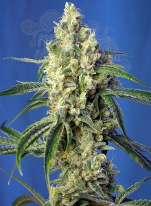 SWEET SEEDS - Green Poison CBD