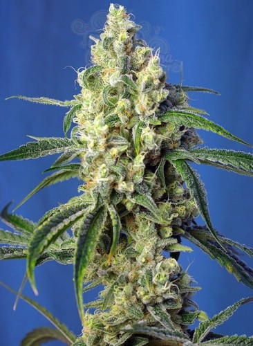 SWEET SEEDS - Green Poison CBD