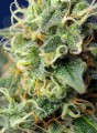 SWEET SEEDS - Green Poison CBD