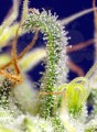 SWEET SEEDS - Green Poison CBD