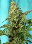 SWEET SEEDS - Green Poison F1 Fast Version