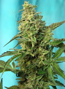 SWEET SEEDS - Green Poison F1 Fast Version