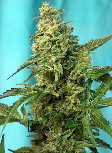 SWEET SEEDS - Green Poison F1 Fast Version