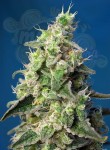 SWEET SEEDS - Green Poison XL Auto