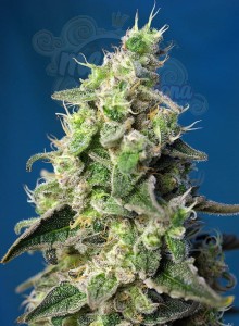 SWEET SEEDS - Green Poison XL Auto