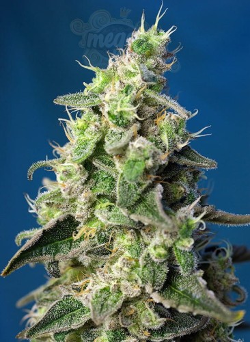 SWEET SEEDS - Green Poison XL Auto