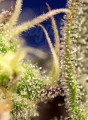 SWEET SEEDS - Green Poison XL Auto