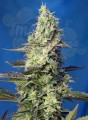 SWEET SEEDS - Green Poison XL Auto