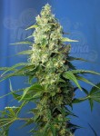 SWEET SEEDS - Honey Peach Auto CBD