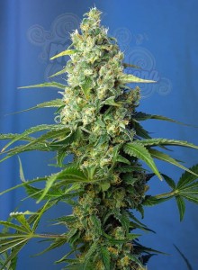 SWEET SEEDS - Honey Peach Auto CBD