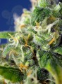 SWEET SEEDS - Honey Peach Auto CBD