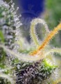 SWEET SEEDS - Honey Peach Auto CBD