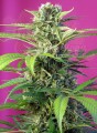 Sweet Seeds - Chem Beyond Diesel CBD