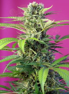 Sweet Seeds - Chem Beyond Diesel CBD