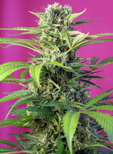 Sweet Seeds - Chem Beyond Diesel CBD