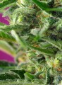 Sweet Seeds - Chem Beyond Diesel CBD