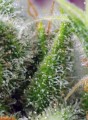 Sweet Seeds - Chem Beyond Diesel CBD