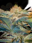 SWEET SEEDS - Mohan Ram