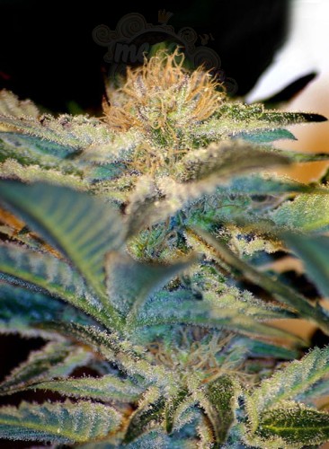 SWEET SEEDS - Mohan Ram