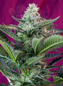 SWEET SEEDS - Mohan Ram Auto